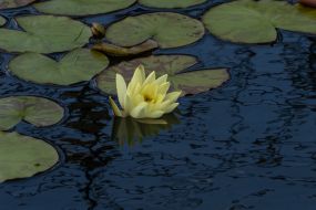 Lily in the pond on the territory of the ruined mansion
