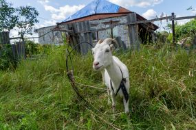 А goat against the background of a destroyed house
