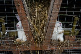 Rabbit