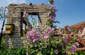 Malva blossoms near the ruined house