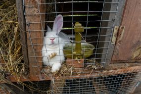 Rabbit
