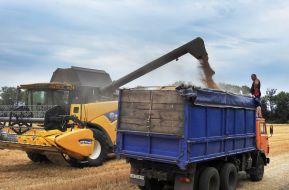 Collection of seed winter wheat in the Kharkiv region