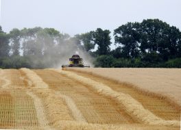 Collection of seed winter wheat in the Kharkiv region
