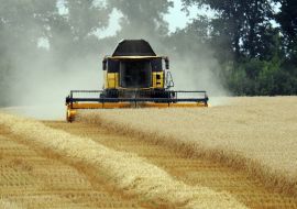 Collection of seed winter wheat in the Kharkiv region