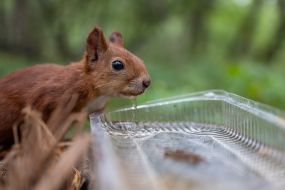 Squirrel