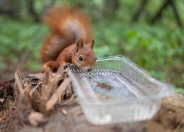 Squirrel