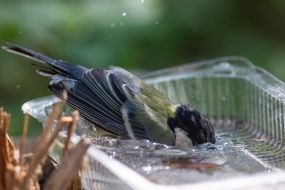 A tit bathes