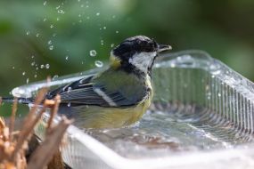 A tit bathes