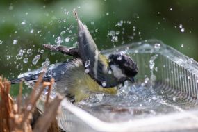 A tit bathes