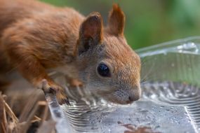 Squirrel