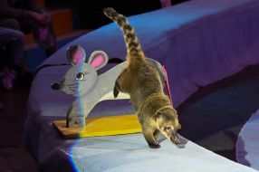 "Express" program in the Zaporozhye Circus