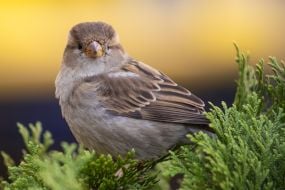 A sparrow