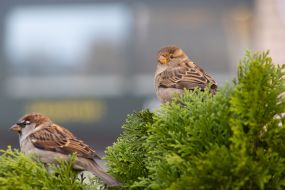 sparrows