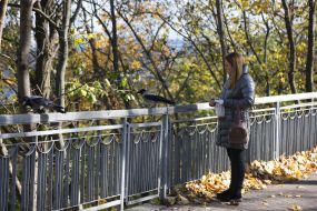 Yellow leaves on the trees