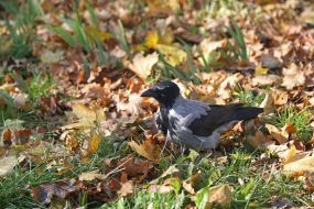 Yellow leaves on the trees