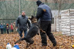 Demonstration of detention of a conditional violator