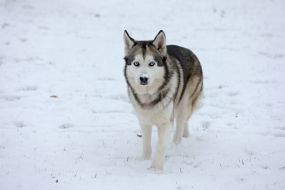 Husky dog
