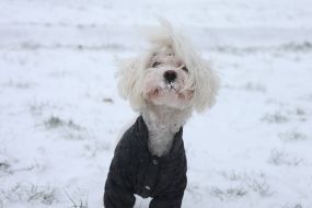 Собака теплому одязі на вулиці в Києві