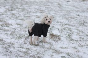 Собака теплому одязі на вулиці в Києві