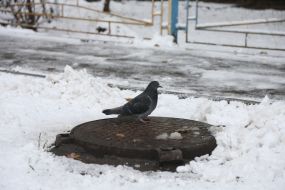 Голуб сидить на кришці люка