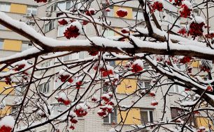 Snow-covered mountain ash on the background of a residential building in Kyiv