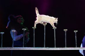 Circus
