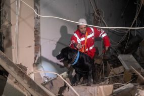 Службовий собака