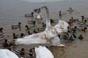 Лебеди и утки в Киеве