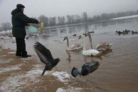 Мужчина кормит лебедей