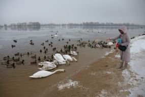 Женщина кормит лебедей