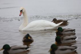 Лебеди и утки в Киеве