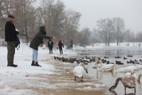 Женщина кормит лебедей