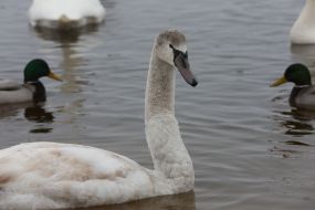 Лебеди и утки в Киеве