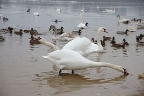 Лебеди и утки в Киеве