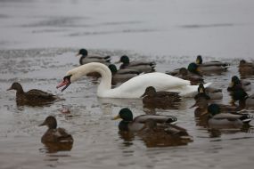 Лебеди и утки в Киеве