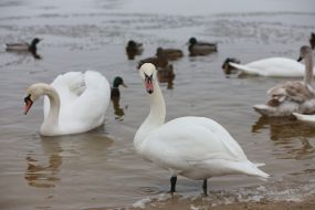 Лебеди и утки в Киеве