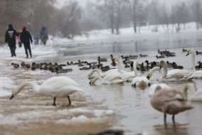Лебеди и утки в Киеве