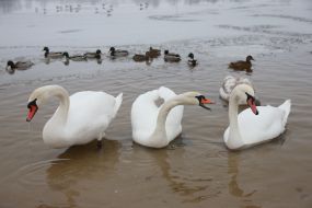 Лебеди и утки в Киеве