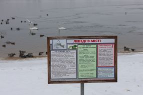 Информация о кормлении лебедей