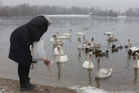 Женщина кормит лебедей