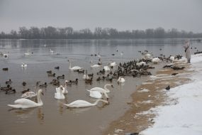 Лебеди и утки в Киеве