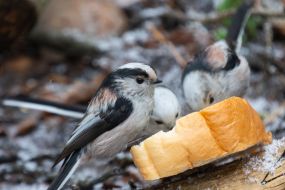Birds peck at a piece of white bread