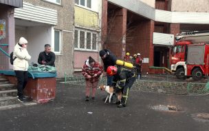 Rescuer examines a rescued dog