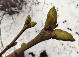 Buds on a lilac branch