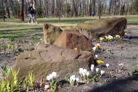 Crocuses in Natalka park in Kyiv