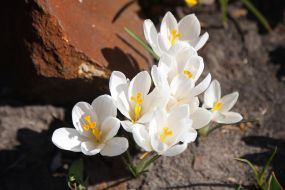 Crocuses in Natalka park in Kyiv