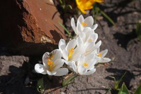 Crocuses in Natalka park in Kyiv