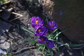 Crocuses in Natalka park in Kyiv