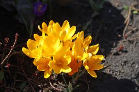 Crocuses in Natalka park in Kyiv