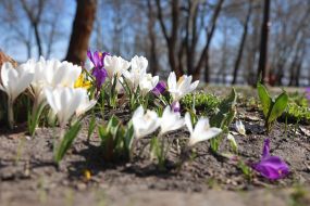Crocuses in Natalka park in Kyiv
